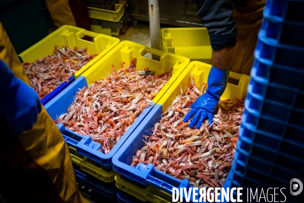 Port Louis : chalutier Phalene  pêche a la langoustine