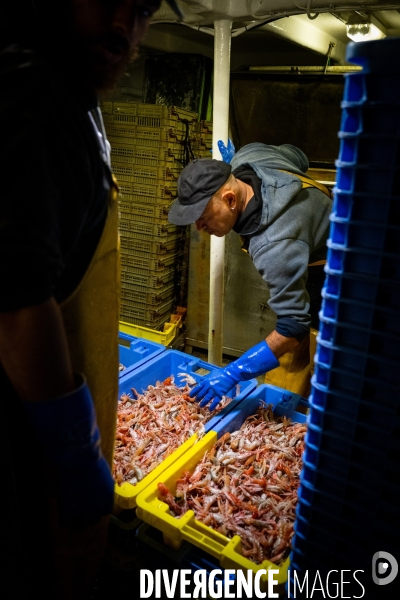 Port Louis : chalutier Phalene  pêche a la langoustine