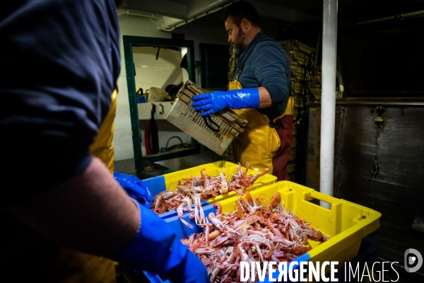 Port Louis : chalutier Phalene  pêche a la langoustine