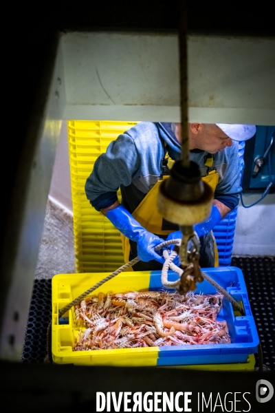 Port Louis : chalutier Phalene  pêche a la langoustine