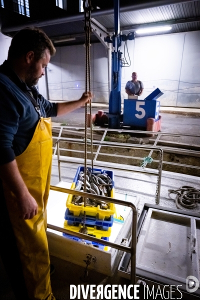 Port Louis : chalutier Phalene  pêche a la langoustine