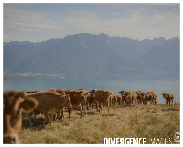 Riviera Vaudoise # 22 ( Un Conte en Suisse )