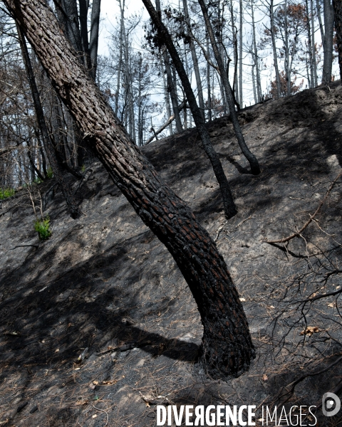 Foret brulee en Gironde