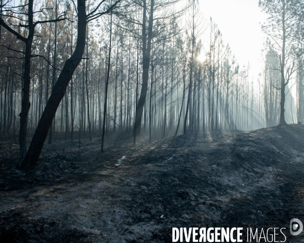 Foret brulee en Gironde