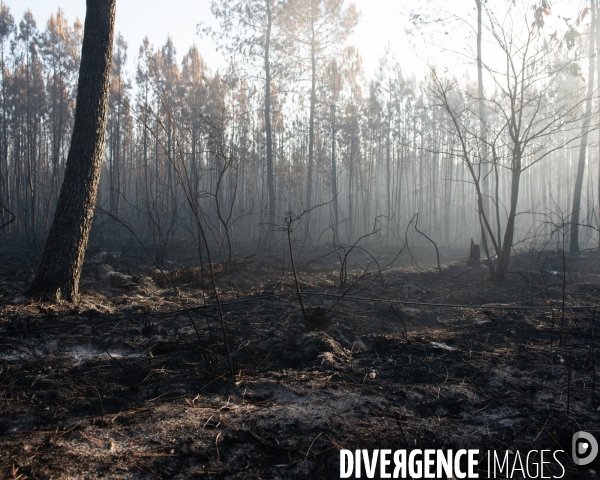 Foret brulee en Gironde