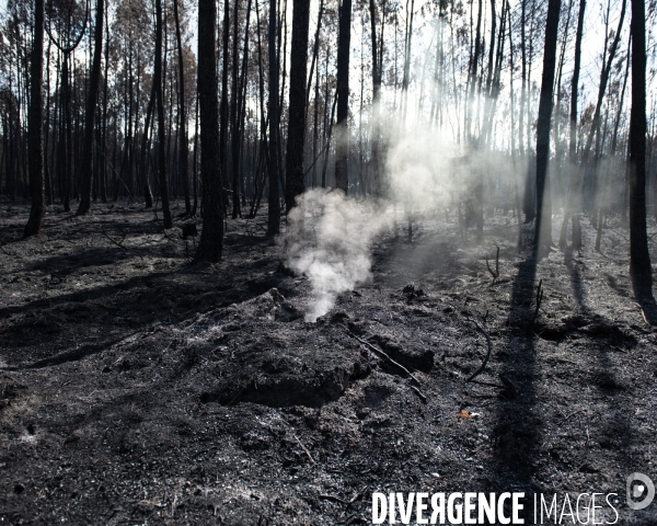 Foret brulee en Gironde