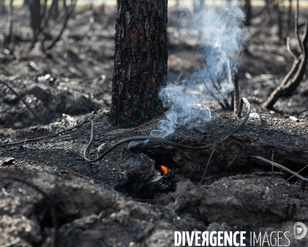 Foret brulee en Gironde