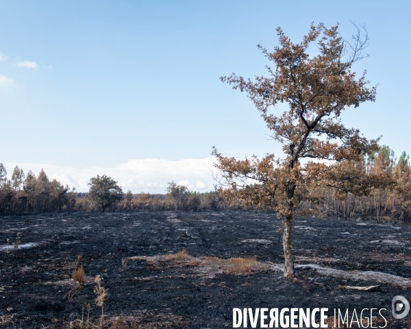 Foret brulee en Gironde