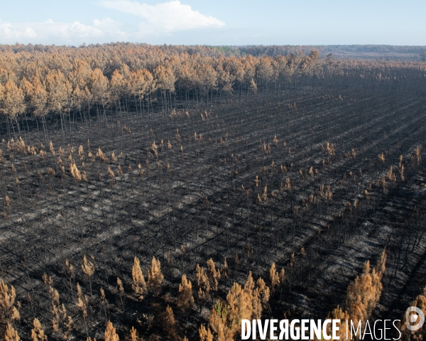 Foret brulee en Gironde