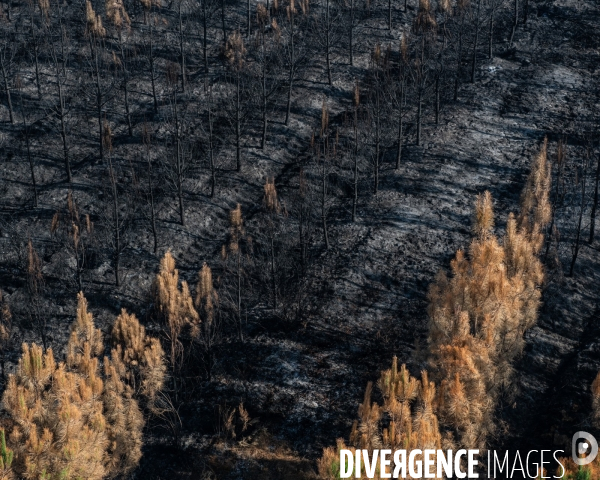 Foret brulee en Gironde