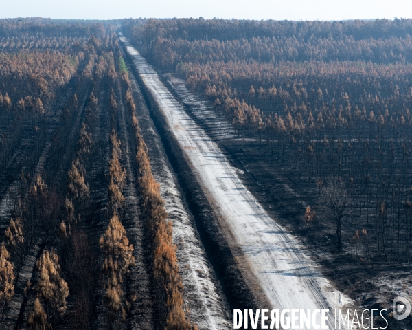 Foret brulee en Gironde