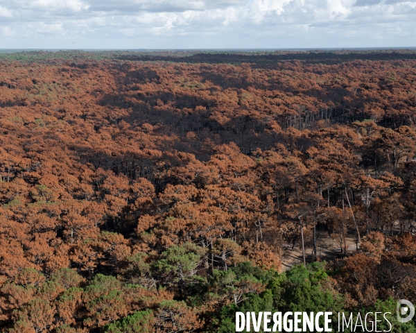 Foret brulee en Gironde