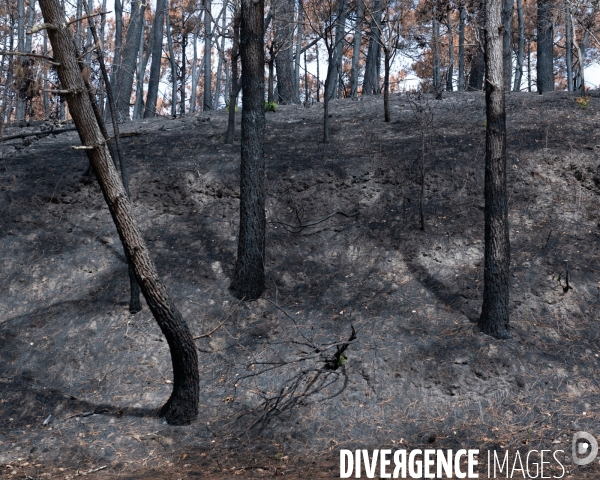 Foret brulee en Gironde