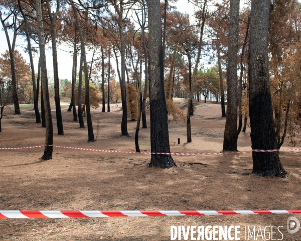 Foret brulee en Gironde