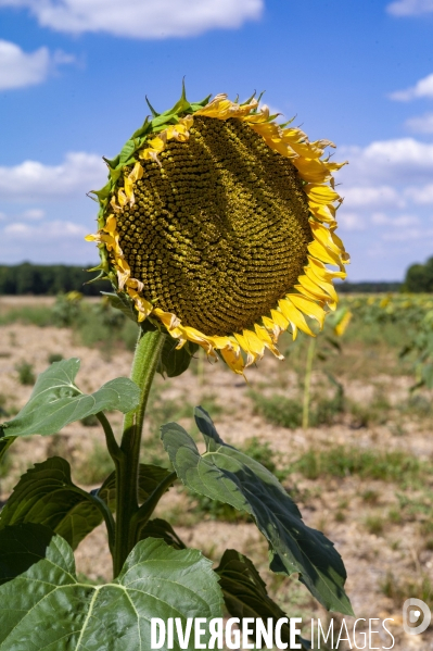 Tournesols en sécheresse