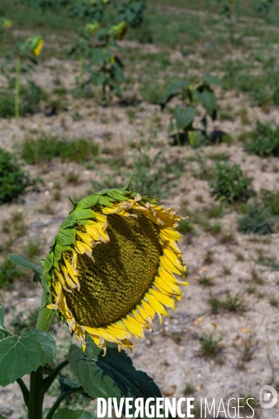 Tournesols en sécheresse