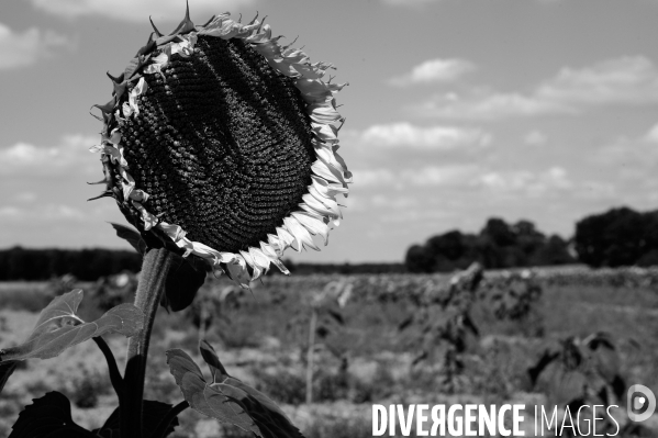 Tournesols en sécheresse