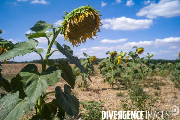 Tournesols en sécheresse