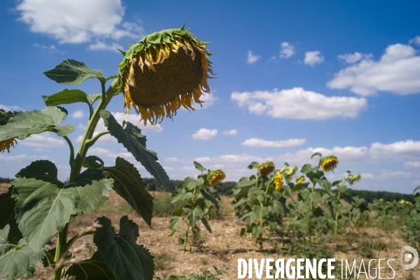 Tournesols en sécheresse