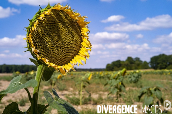 Tournesols en sécheresse