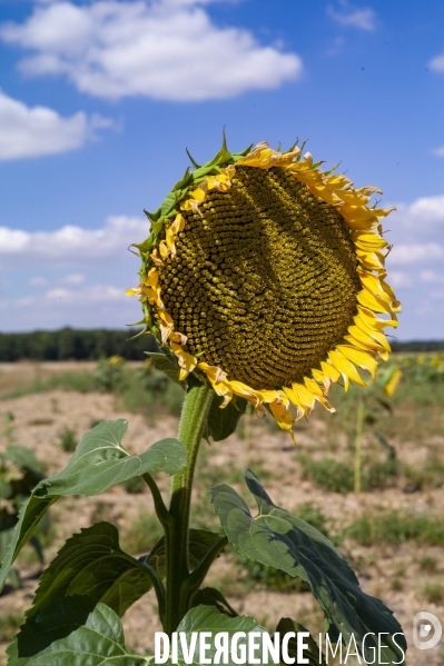 Tournesols en sécheresse