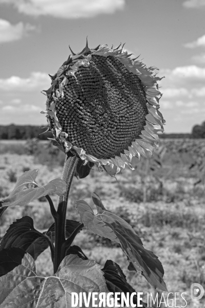 Tournesols en sécheresse