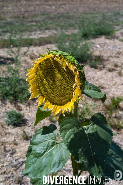 Tournesols en sécheresse