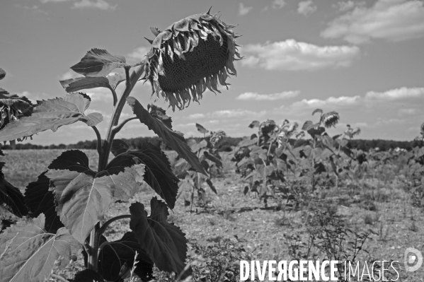 Tournesols en sécheresse