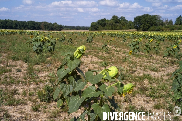 Tournesols en sécheresse
