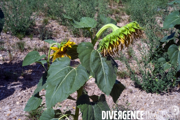 Tournesols en sécheresse