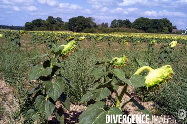 Tournesols en sécheresse