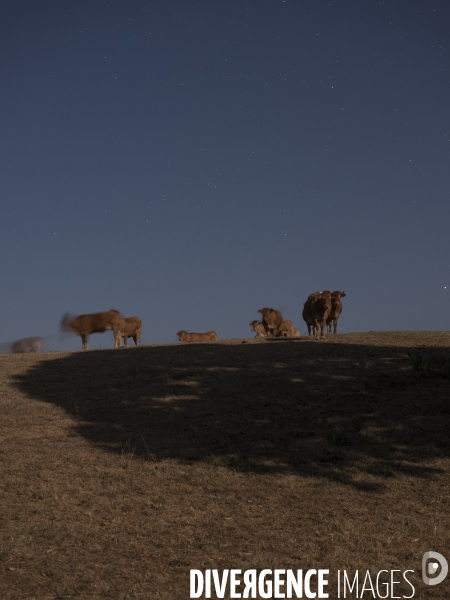 Les vaches de la pleine lune