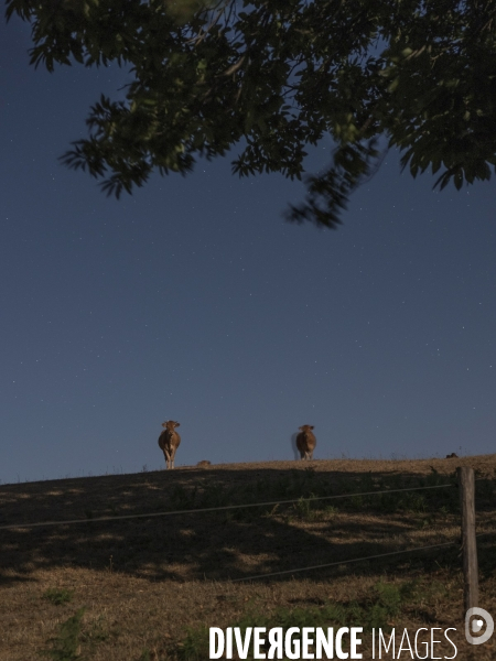 Les vaches de la pleine lune