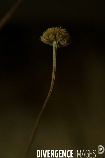 Les vagabondes