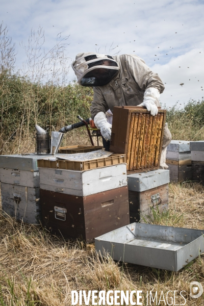 L apiculteur du bout du monde