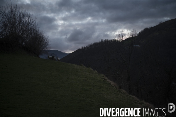 Entre chien et loup