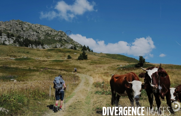 Chemin de randonnée dans les Alpes