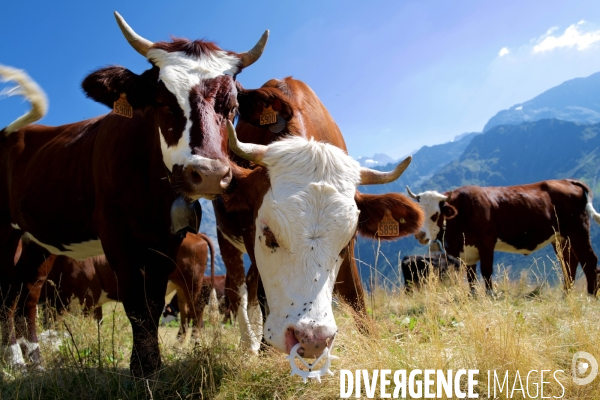 Vaches sur un Chemin de randonnée dans les Alpes