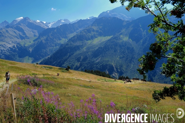 Chemin de randonnée dans les Alpes