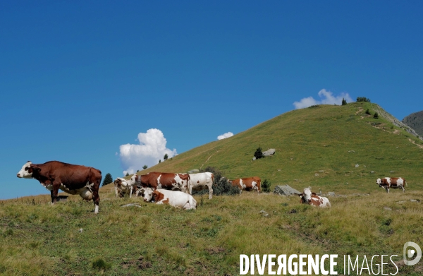 Chemin de randonnée dans les Alpes