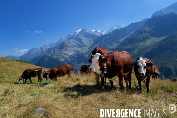 Vaches sur un Chemin de randonnée dans les Alpes