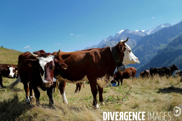 Vaches sur un Chemin de randonnée dans les Alpes