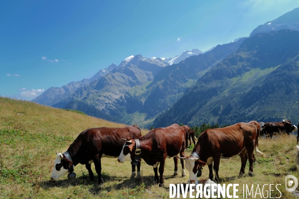Vaches sur un Chemin de randonnée dans les Alpes