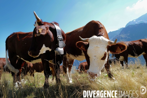 Vaches sur un Chemin de randonnée dans les Alpes