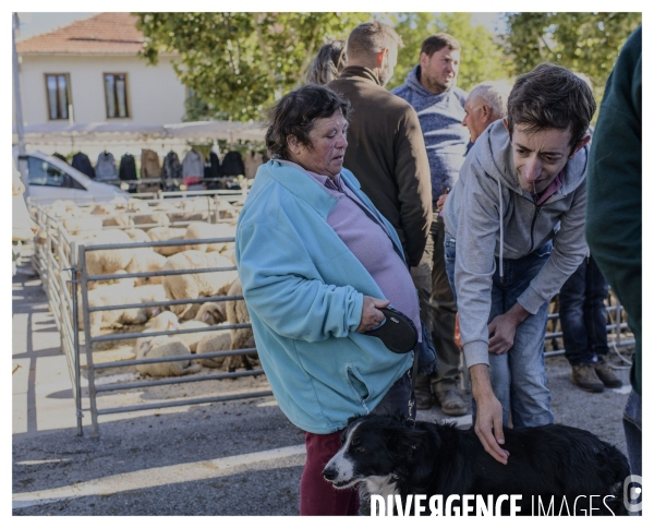 Le long de la transbassealpine Digne Nice ( La foire agricole )