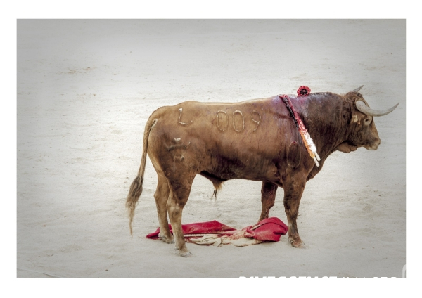 Teatro del Toro (Stop Corrida)