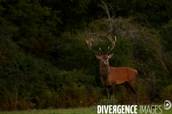 Brame du cerf en forêt de Chambord