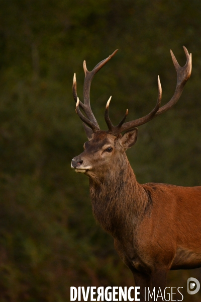 Brame du cerf en forêt de Chambord