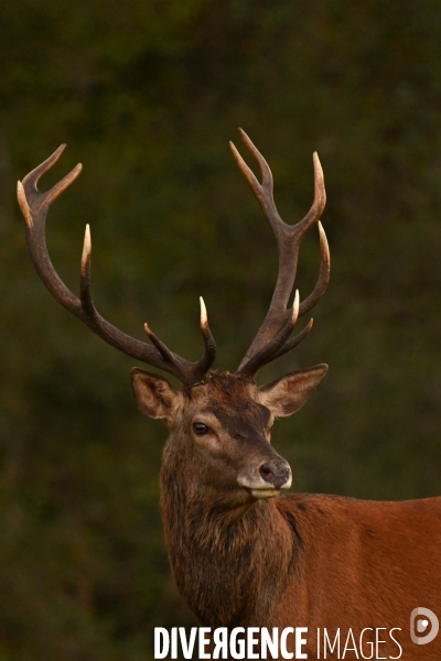 Brame du cerf en forêt de Chambord