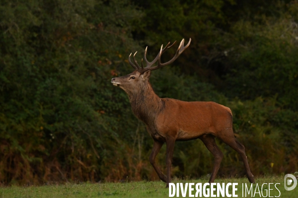 Brame du cerf en forêt de Chambord